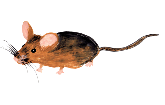 Nowoczesne metody badawcze jako droga do ograniczenia testów na zwierzętach