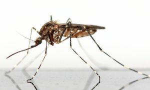 Komary przenoszące choroby zakaźne pojawią się w Europie przed 2030 rokiem