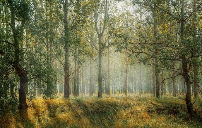 Naukowcy apelują, by chronić lasy, wspierając ich otoczenie i naturalne procesy regeneracji