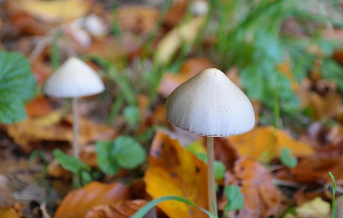 Obiecujące wyniki badań nad wykorzystaniem halucynogennej psylocybiny jako leku wspierające
