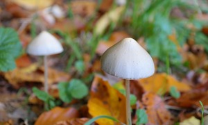 Obiecujące wyniki badań nad wykorzystaniem halucynogennej psylocybiny jako leku wspierające