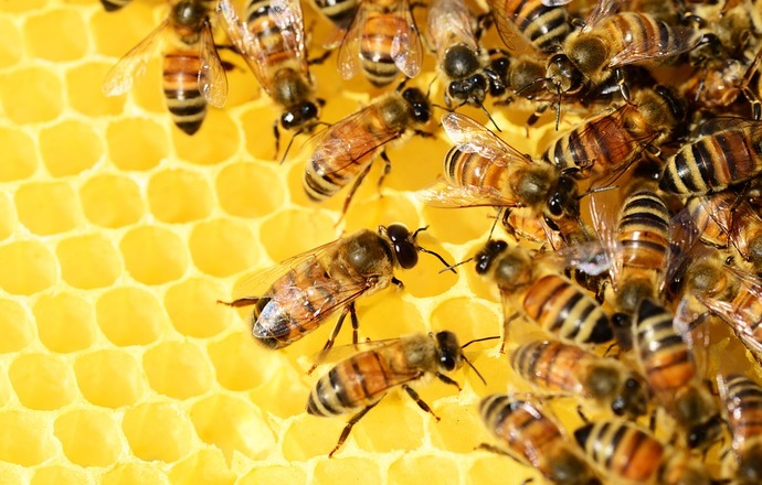 Szansa na naturalny lek z grzyba na chorobę zakaźną pszczół – zgnilca złośliwego