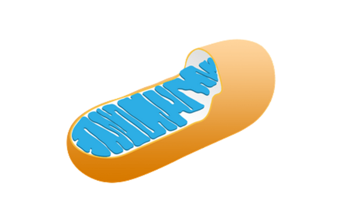 Badacze rzucają nowe, fluorescencyjne światło na działanie mitochondriów
