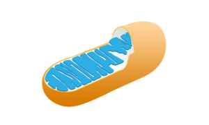 Badacze rzucają nowe, fluorescencyjne światło na działanie mitochondriów