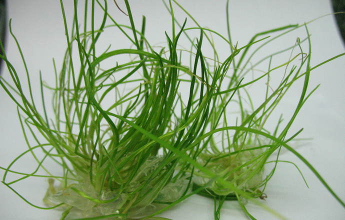 Ekologiczny czosnek z in vitro