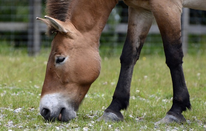 Pierwszy źrebak z „zamrożonego ZOO”! Klonowanie staje się ratunkiem dla krytycznie zagrożon