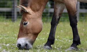 Pierwszy źrebak z „zamrożonego ZOO”! Klonowanie staje się ratunkiem dla krytycznie zagrożon