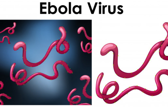 Regeneron ma pierwszy zatwierdzony przez FDA lek na Ebolę