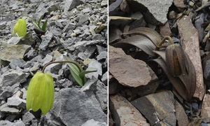 W Chinach dowiedziono, że pozyskiwanie ziół z naturalnego środowiska może wpływać na ewoluc