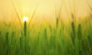 Bio-Tech Talk #17 – Polskie rolnictwo na drodze do zrównoważonego rozwoju I Bio-Lider, cz. 