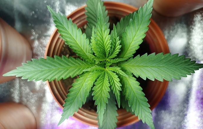 Przejęcie na rynku konopnym. Vabun połączy się z Cosma Cannabis