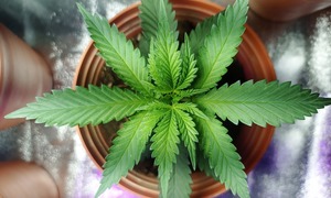 Przejęcie na rynku konopnym. Vabun połączy się z Cosma Cannabis
