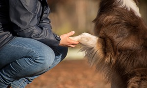 Odkryto nowego koronawirusa, który przeskoczył z psa na człowieka