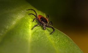 Czy ocieplenie klimatu sprawi, że kleszcze będą niebezpieczne przez cały rok?