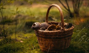 Obecność grzybów w codziennej diecie obniża ryzyko zachorowania na nowotwory – nowa metaana