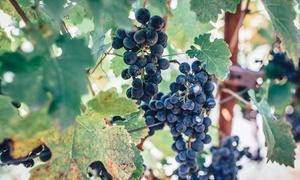 Ekstrakt z pestek winogron, czyli niesłusznie pomijanej części owocu