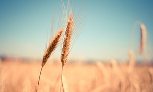 W Wielkiej Brytanii rozpoczynają się próby terenowe odmiany pszenicy otrzymanej dzięki wyko