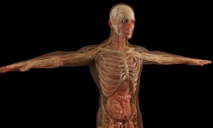 Anatomia – „supermoc” elektrofizjologa