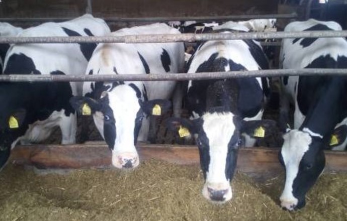 Przegląd klasycznych i nowoczesnych metod w diagnostyce mastitis