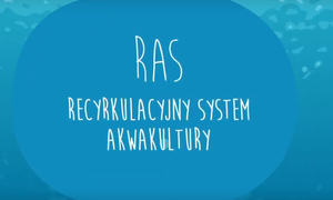 Czym jest Recyrkulacyjny System Akwakultury?