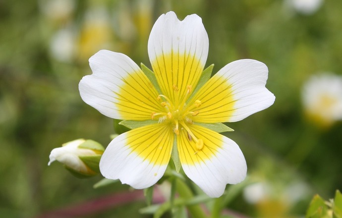 Olejowa „perełka”, czyli olej z nasion Meadowfoam