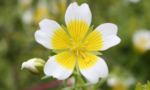 Olejowa „perełka”, czyli olej z nasion Meadowfoam
