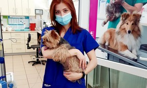 Tajemnice medycyny weterynaryjnej – wywiad z lekarzem weterynarii Anną Śniecikowską