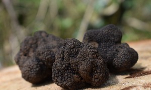 Zastosowanie grzybów w kosmetyce – shiitake, reishi, Wolfiporia extensa, drożdże, trufle