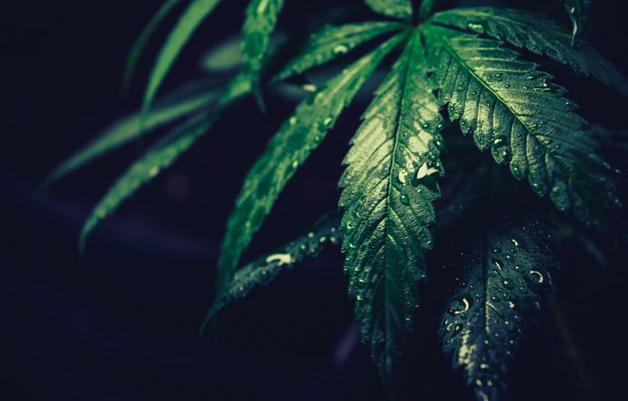 Fakty i mity na temat konopi. Czym jest THC, a czym CBD? Kiedy mogą pomóc, a kiedy zaszkodz