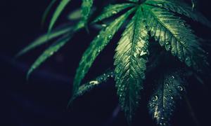 Fakty i mity na temat konopi. Czym jest THC, a czym CBD? Kiedy mogą pomóc, a kiedy zaszkodz