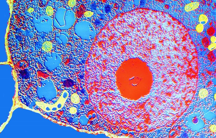 Strukturalne podstawy biologii komórki – nowa pozycja na rynku wydawniczym