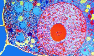 Strukturalne podstawy biologii komórki – nowa pozycja na rynku wydawniczym