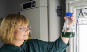 Na UW wyhodowano nowy szczep mikroalgi do zadań specjalnych