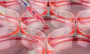 Pełen potencjał komórek macierzystych zostanie dopiero odkryty! Wywiad z prof. Aleksandrą K
