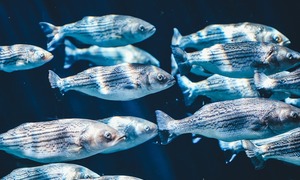 Chloroxylenol – charakterystyka i toksyczność dla środowiska