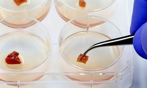 EFSA zaprasza na bezpłatne sympozjum naukowe dotyczące żywności i jej składników pochodzący