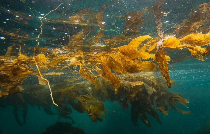 Cykl życia pilotażowej produkcji bioplastiku