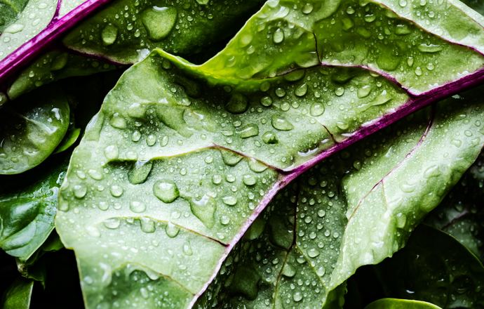 Pairwise wprowadza pierwsze produkty modyfikowane metodą CRISPR do amerykańskich restauracj