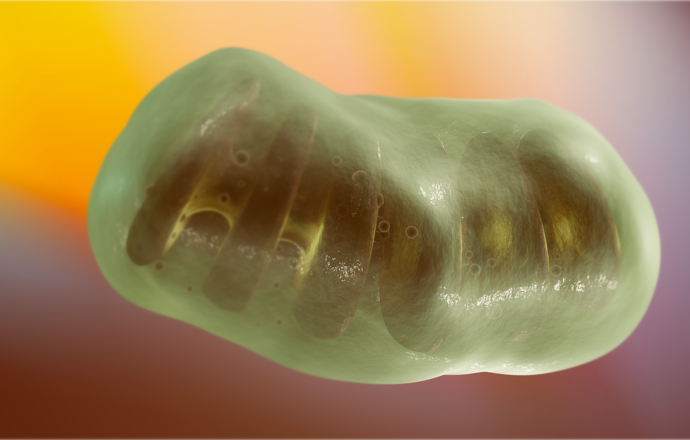 Międzykomórkowy transfer mitochondriów – potencjał terapeutyczny