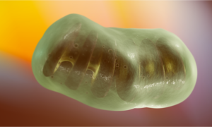 Międzykomórkowy transfer mitochondriów – potencjał terapeutyczny