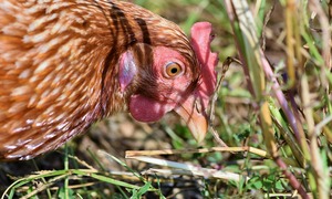 Już niedługo koniec z antybiotykami w produkcji drobiu? Rozwiązaniem mogą okazać się bakter
