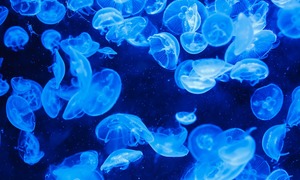 Meduzy „uczą się na błędach” pomimo braku scentralizowanego mózgu
