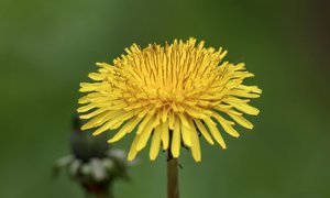 Zastosowanie wybranych węglowodanów w kosmetologii