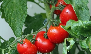 Nowe przepisy UE dotyczące NGT mogą zwiększyć zawartość składników odżywczych w uprawach i 