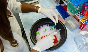 Komórki macierzyste z laboratoryjnych hodowli mogą sprzyjać nowotworom