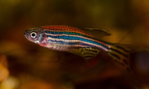 Naukowcy odkrywają sekrety serca dzięki danio pręgowanemu