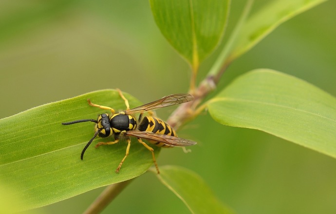 Adrenalina – ratunek w obliczu groźnych reakcji alergicznych i po ukąszeniach. Jak przechow