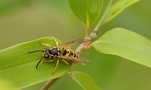 Adrenalina – ratunek w obliczu groźnych reakcji alergicznych i po ukąszeniach. Jak przechow