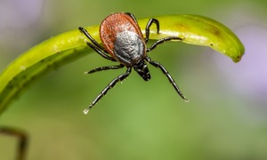 Coraz więcej osób choruje na kleszczowe zapalenie mózgu. Na profilaktyczne szczepienie zdec