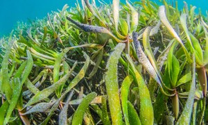 Od oceanu do przemysłu – wodorosty nową siłą napędową zrównoważonej produkcji